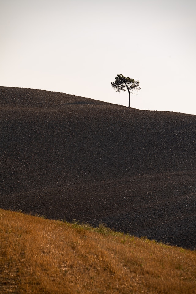 Photo by <a href="https://unsplash.com/@bist31?utm_source=unsplash&utm_medium=referral&utm_content=creditCopyText">Birger Strahl</a> on <a href="https://unsplash.com/photos/green-tree-on-brown-grass-field-9eYyfQKcWbI?utm_source=unsplash&utm_medium=referral&utm_content=creditCopyText">Unsplash</a> Birger Strahl 9eYyfQKcWbI Unsplash